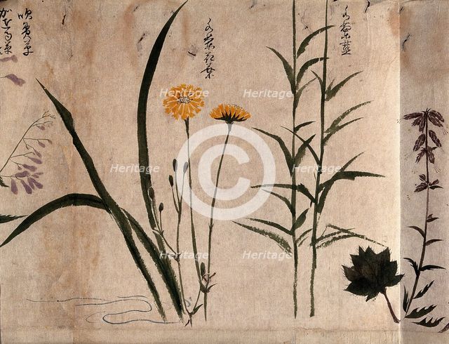 Three flowering plants, one possibly a composite, 1870. Creator: Unknown.