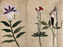 Three flowering plants, possibly including a lily and a species of Dracunculus, 1870. Creator: Unknown