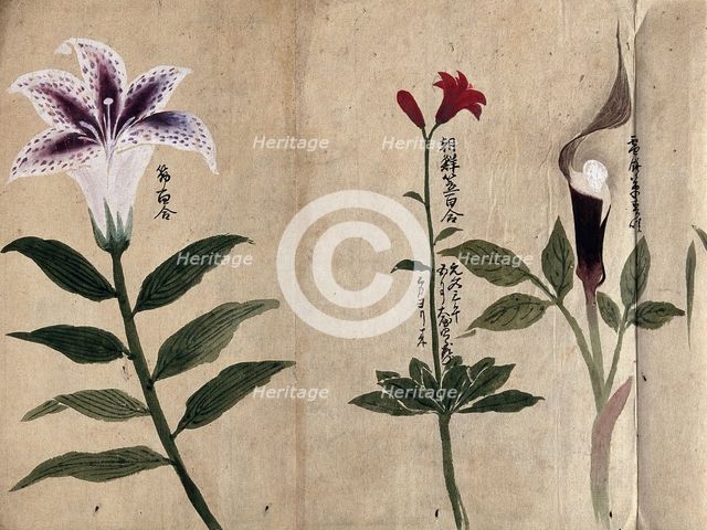 Three flowering plants, possibly including a lily and a species of Dracunculus, 1870. Creator: Unknown.