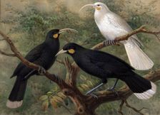 Three huia (Heteralocha acutirostris), c1900. Creator: Johannes Keulemans