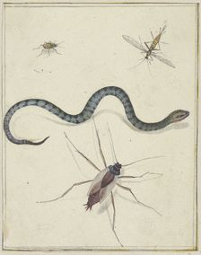 Three insects of different sizes and a snake, c1600-1629. Creator: Jacques de Gheyn II
