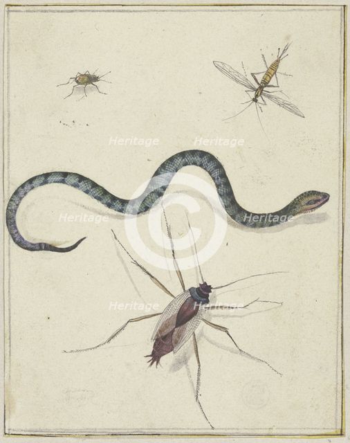 Three insects of different sizes and a snake, c1600-1629. Creator: Jacques de Gheyn II.