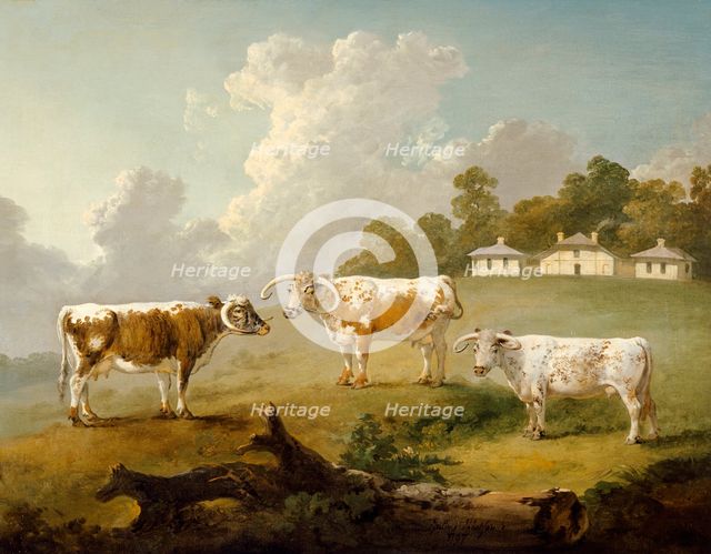 'Three Long-horned Cattle at Kenwood', 1797. Artist: Julius Caesar Ibbetson.