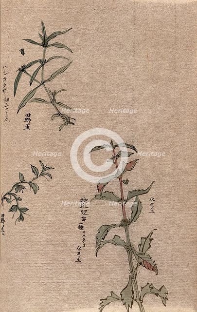 Three leafy plant stems. Creator: Unknown.