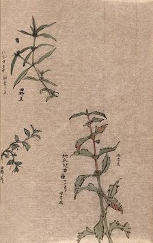 Three leafy plant stems. Creator: Unknown
