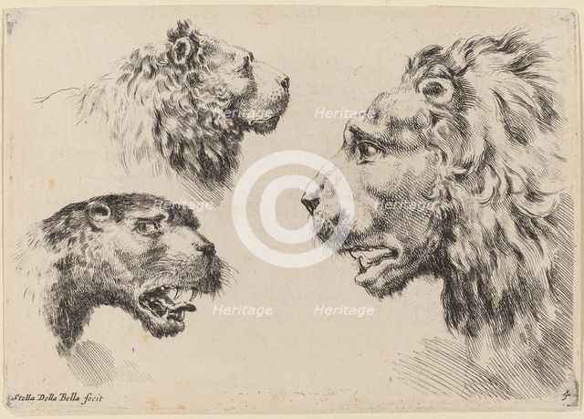 Three Lion Heads, probably 1649. Creator: Stefano della Bella.