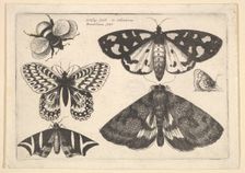 Three moths, two butterflies and a bumble bee, 1646. Creator: Wenceslaus Hollar