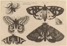 Three Moths, Two Butterflies, and a Bumble Bee, 1646. Creator: Wenceslaus Hollar