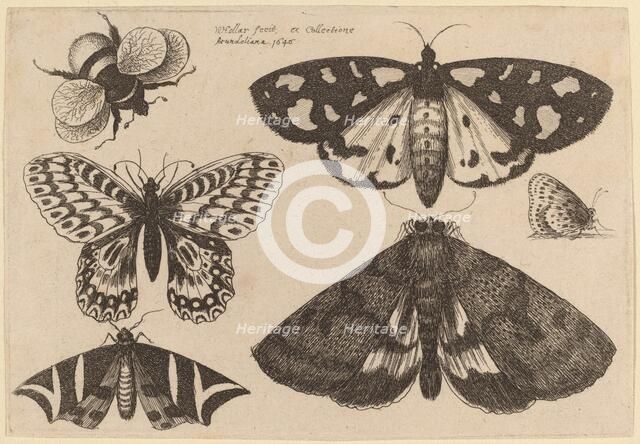 Three Moths, Two Butterflies, and a Bumble Bee, 1646. Creator: Wenceslaus Hollar.