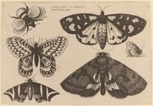 Three Moths, Two Butterflies, and a Bumble Bee, 1646. Creator: Wenceslaus Hollar