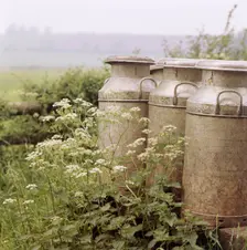 Three milk churns and cow parsley, Ashendon, Buckinghamshire, c1950-c1979. Artist: John Gay