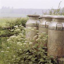 Three milk churns and cow parsley, Ashendon, Buckinghamshire, c1950-c1979. Artist: John Gay