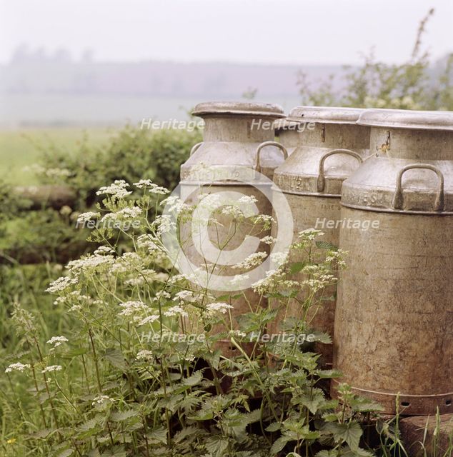 Three milk churns and cow parsley, Ashendon, Buckinghamshire, c1950-c1979. Artist: John Gay.