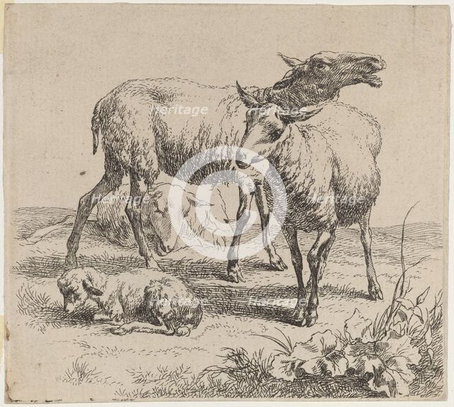 Three Sheep and a Lamb. Creator: Nicolaes Berchem.