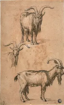 Three Sketches of a Goat (recto) Drapery of Standing Female Figure (verso), c.1610. Creator: Abraham Bloemaert