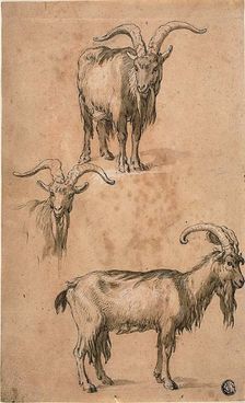 Three Sketches of a Goat (recto) Drapery of Standing Female Figure (verso), c.1610. Creator: Abraham Bloemaert