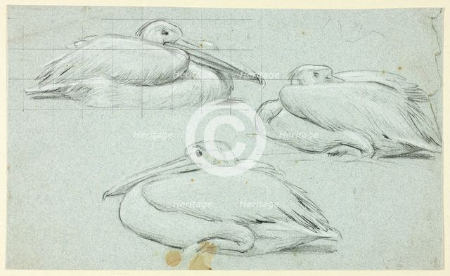 Three Sketches of Pelicans, n.d. Creator: Henry Stacy Marks.
