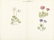 Three studies of anemones, 1760-1769. Creator: C. Baak