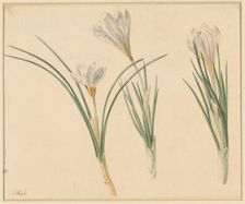 Three studies of crocuses, 1811-1851. Creator: Anton Weiss