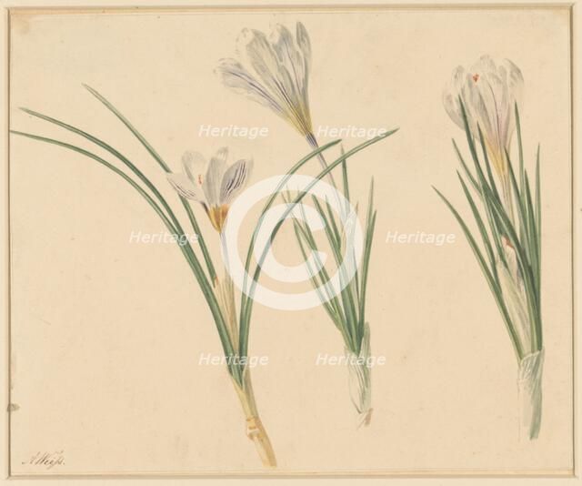 Three studies of crocuses, 1811-1851. Creator: Anton Weiss.
