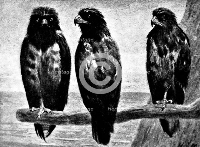 Three Watchers - by H. Stacy Marks, R.A., 1895. Creator: George Meisenbach.