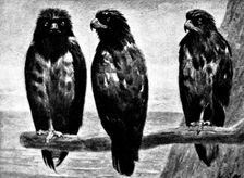 Three Watchers - by H. Stacy Marks, R.A., 1895. Creator: George Meisenbach