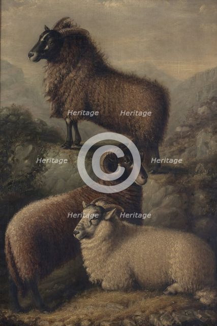 Three Welsh Sheep, 1835. Creator: William Shiels.