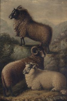 Three Welsh Sheep, 1835. Creator: William Shiels
