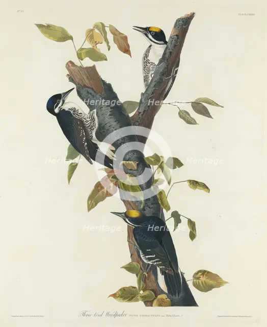 Three-Toed Woodpecker, 1832. Creator: Robert Havell.