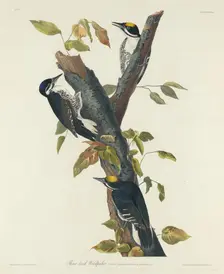 Three-Toed Woodpecker, 1832. Creator: Robert Havell