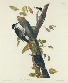 Three-Toed Woodpecker, 1832. Creator: Robert Havell