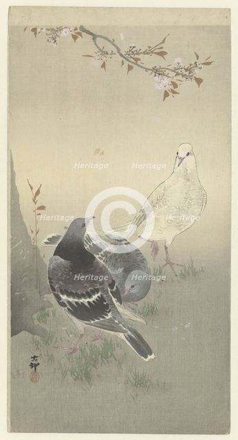 Three tame pigeons. Creator: Ohara, Koson (1877-1945).