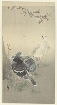 Three tame pigeons. Creator: Ohara, Koson (1877-1945)