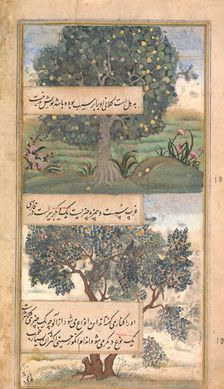 Three Trees of India, Folio from a Baburnama (Autobiography of Babur), late 16th century. Creator: Unknown