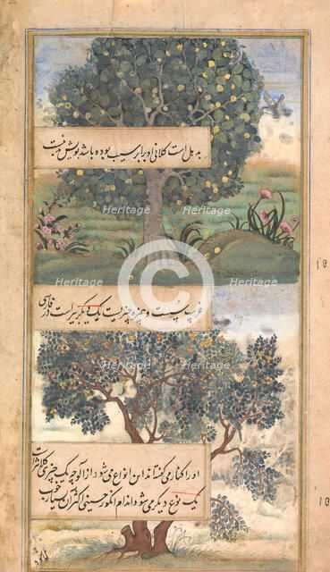 Three Trees of India, Folio from a Baburnama (Autobiography of Babur), late 16th century. Creator: Unknown.