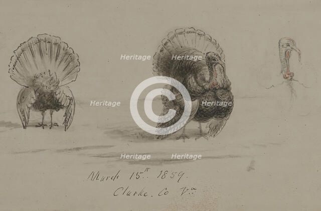 Three Turkeys, 1859. Creator: David Hunter Strother.