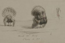 Three Turkeys, 1859. Creator: David Hunter Strother