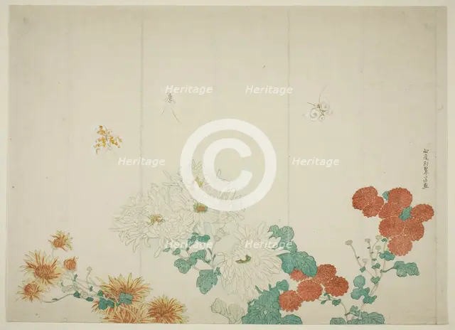 Three Types of Chrysanthemums, Japan, c. 1790. Creator: Kitao Shigemasa.