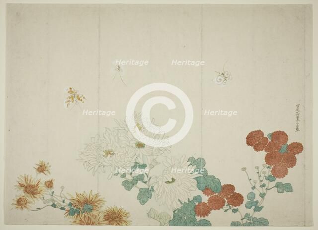 Three Types of Chrysanthemums, Japan, c. 1790. Creator: Kitao Shigemasa.