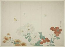 Three Types of Chrysanthemums, Japan, c. 1790. Creator: Kitao Shigemasa