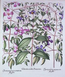 Three Types of Clematis, from Hortus Eystettensis by Basil Besler (1561-1629), pub. 1613 (hand-co