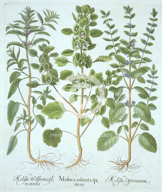 Three Types of Balm, from 'Hortus Eystettensis', by Basil Besler (1561-1629), pub. 1613 (hand-colour