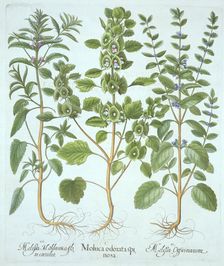 Three Types of Balm, from Hortus Eystettensis by Basil Besler (1561-1629), pub. 1613 (hand-colour