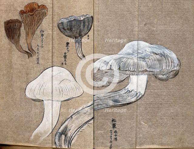 Three types of fungi, including a Cantharellus species. Creator: Unknown.