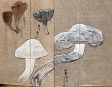 Three types of fungi, including a Cantharellus species. Creator: Unknown