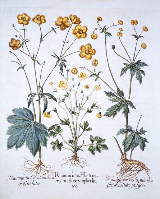 Three Varieties of Buttercup, from 'Hortus Eystettensis', by Basil Besler (1561-1629), pub. 1613 (ha