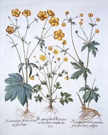 Three Varieties of Buttercup, from Hortus Eystettensis by Basil Besler (1561-1629), pub. 1613 (ha