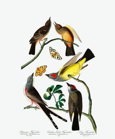 Three Varieties of Flycatcher, 1845
