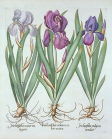 Three varieties of rhizomatous bearded irises, from Hortus Eystettensis by Basil Besler (1561-16