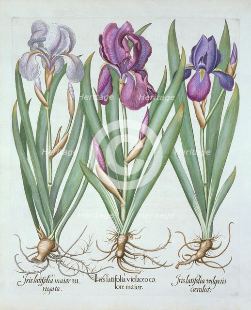 Three varieties of rhizomatous bearded irises,  from 'Hortus Eystettensis', by Basil Besler (1561-16